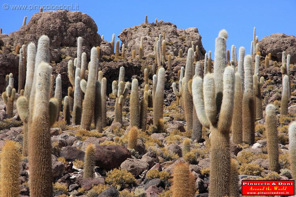 BOLIVIA 2 - Isla Los Pescados - 06.jpg